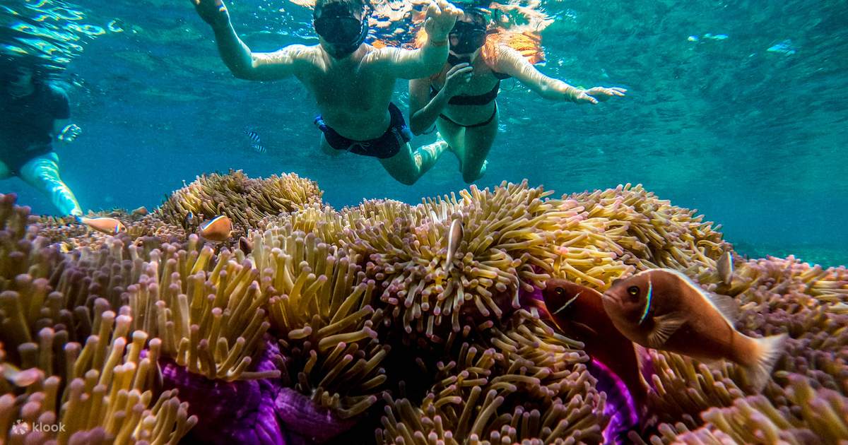 Nehmen Sie An Einer Schnorchel Tagestour Nach Koh Nang Yuan Mit Dem Großen Boot Von Koh Tao In